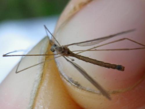 Austrolimnophila ochracea